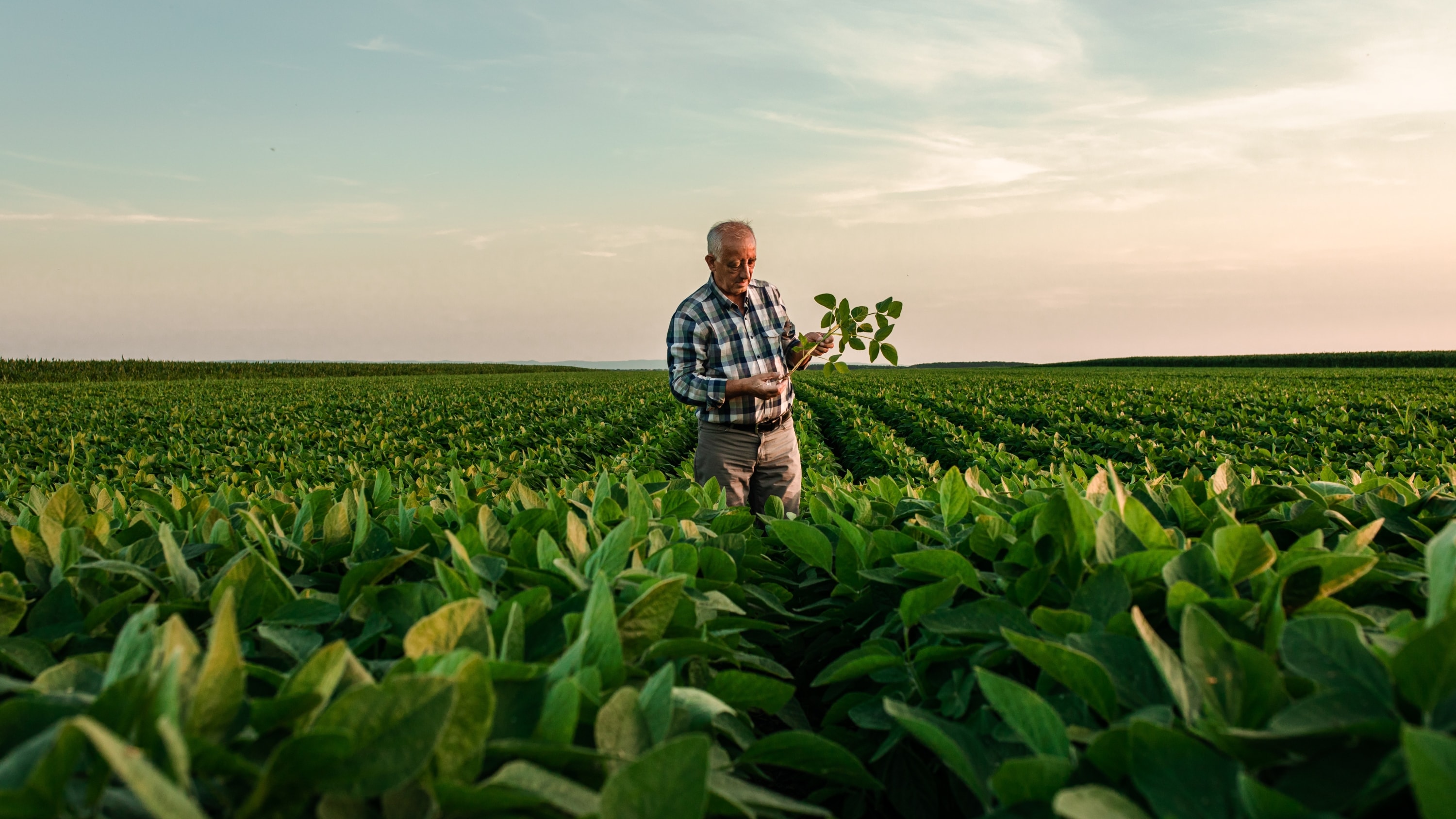 Älterer Landwirt prüft Sojapflanze auf weitem Feld bei Sonnenuntergang.
