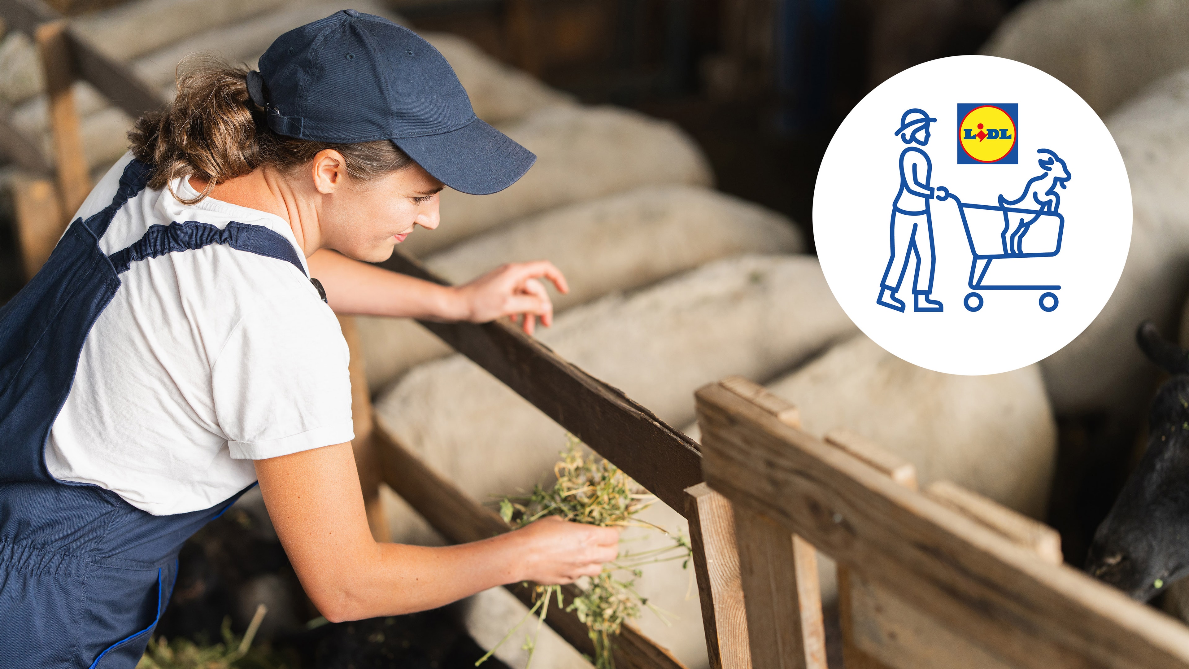 Bäuerin füttert Schafe.