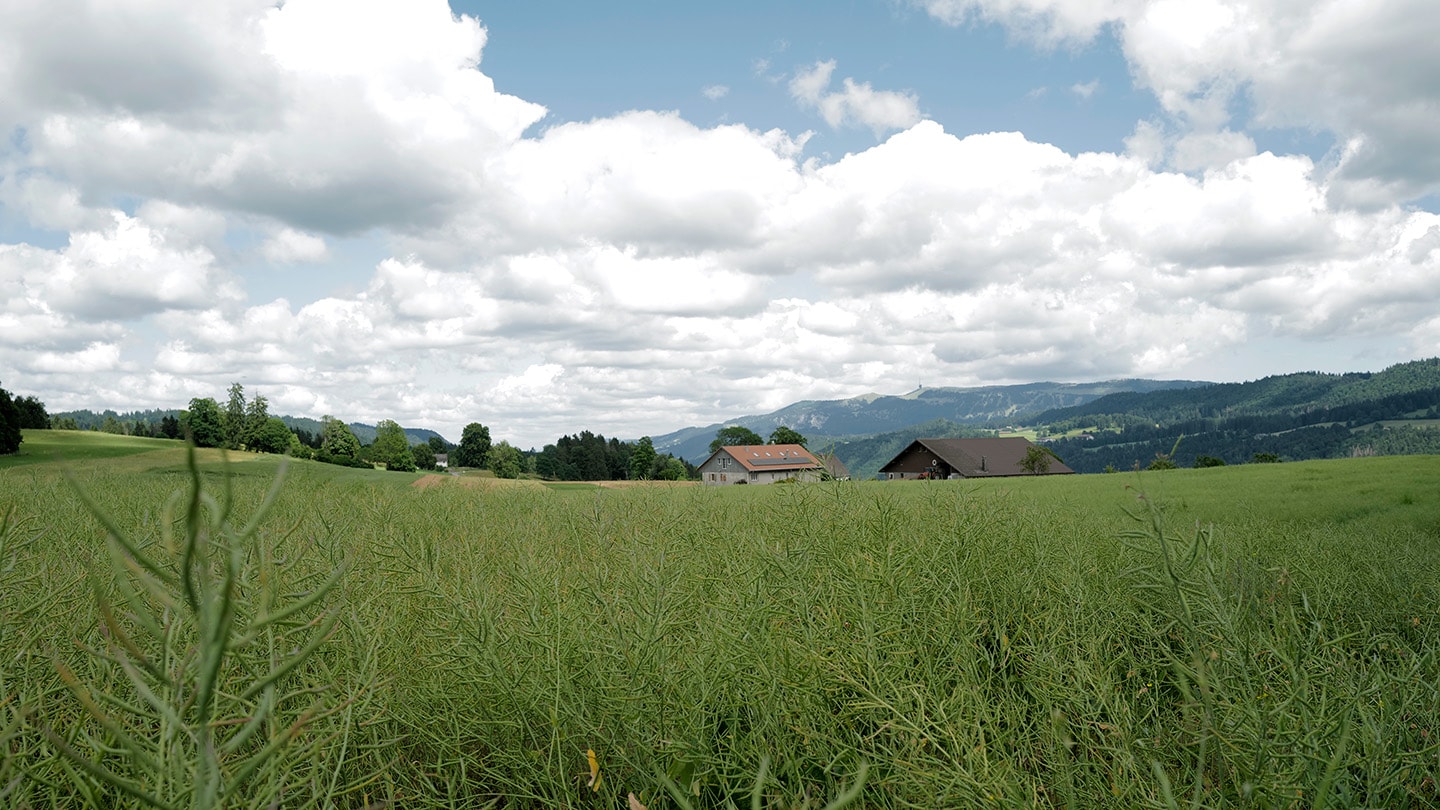 Agroimpact, Graslandschaft.