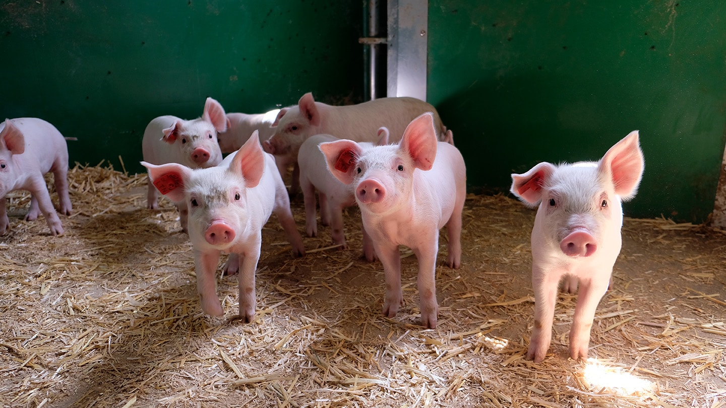 Junge Ferkel im strohbedeckten Stall.