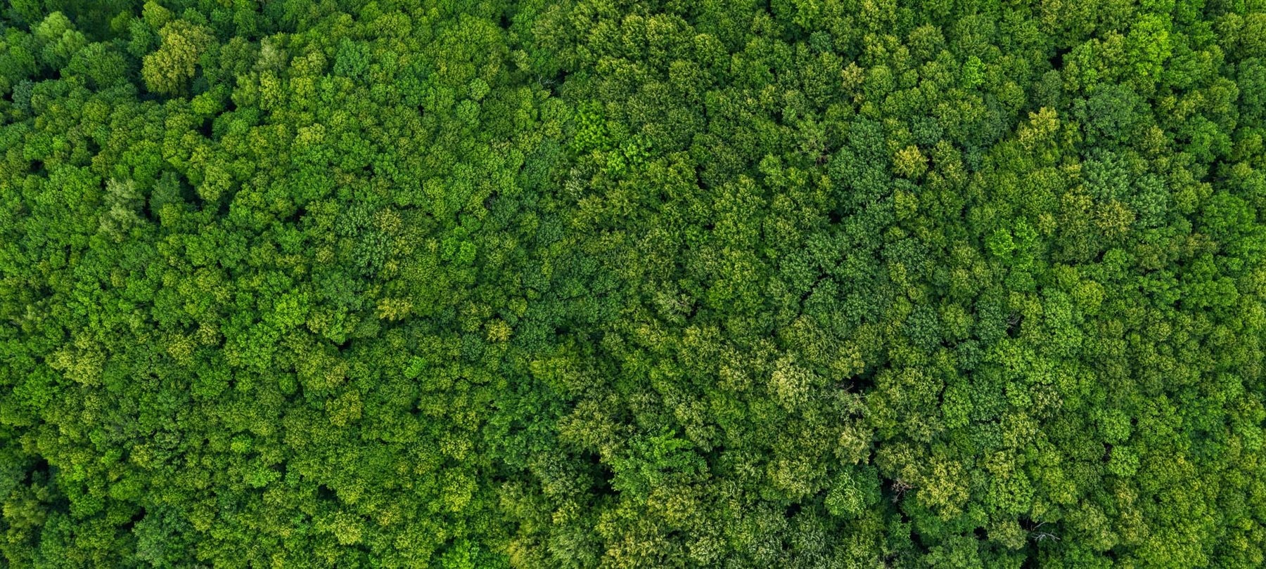 Grüner Wald aus Vogelperspektive.