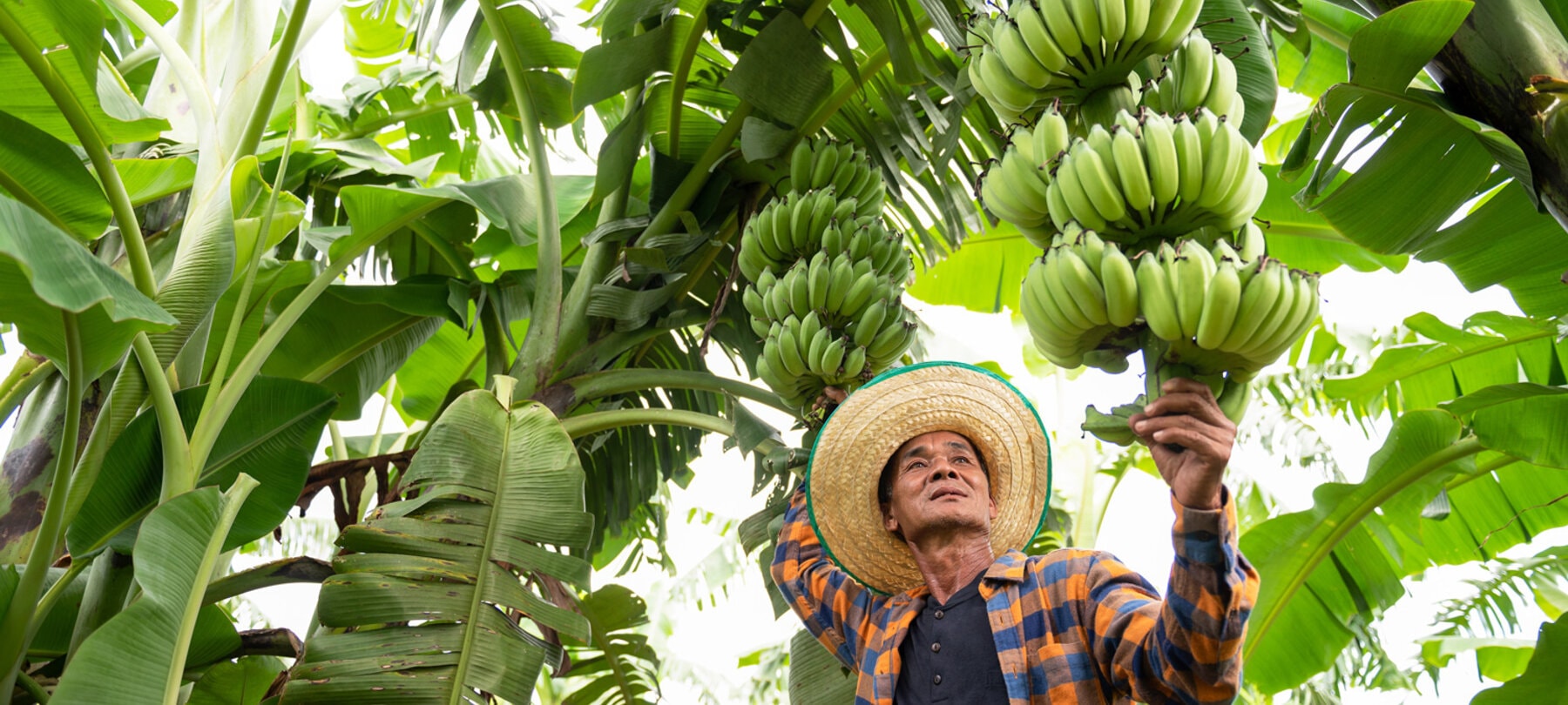 Mann unter Palme, hält reifende Bananen.